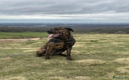 Mixed Breed dogs for sale: Dog for sale - Image 1