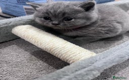 British Shorthair cats for sale: British short hair kittens - Image 8