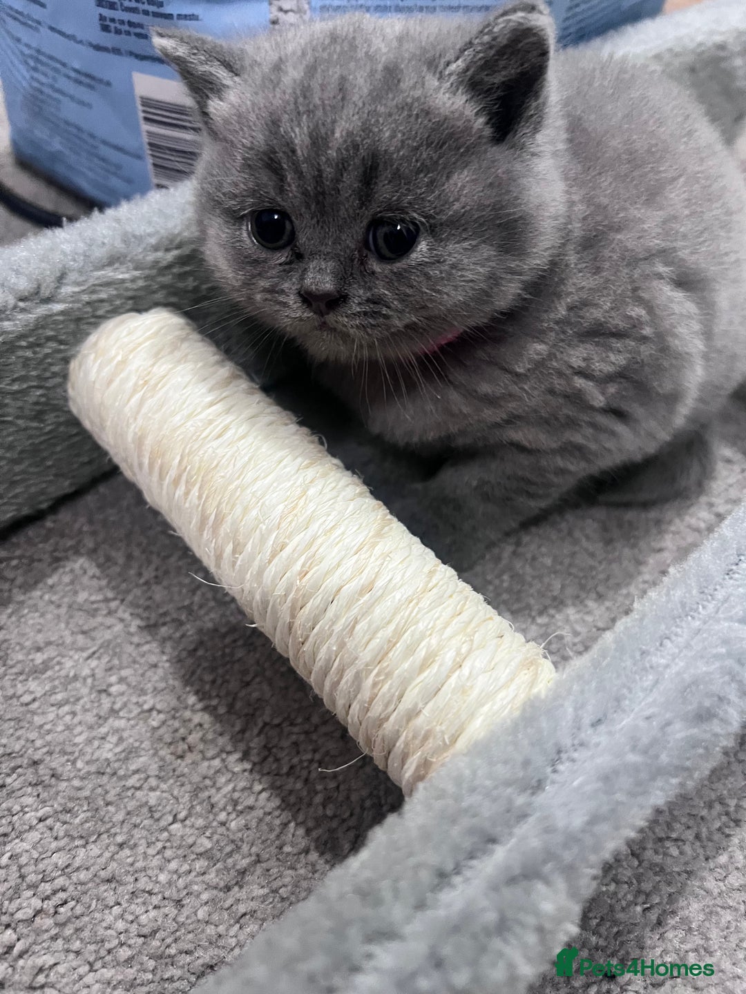 British Shorthair cats for sale: British short hair kittens - Image 8
