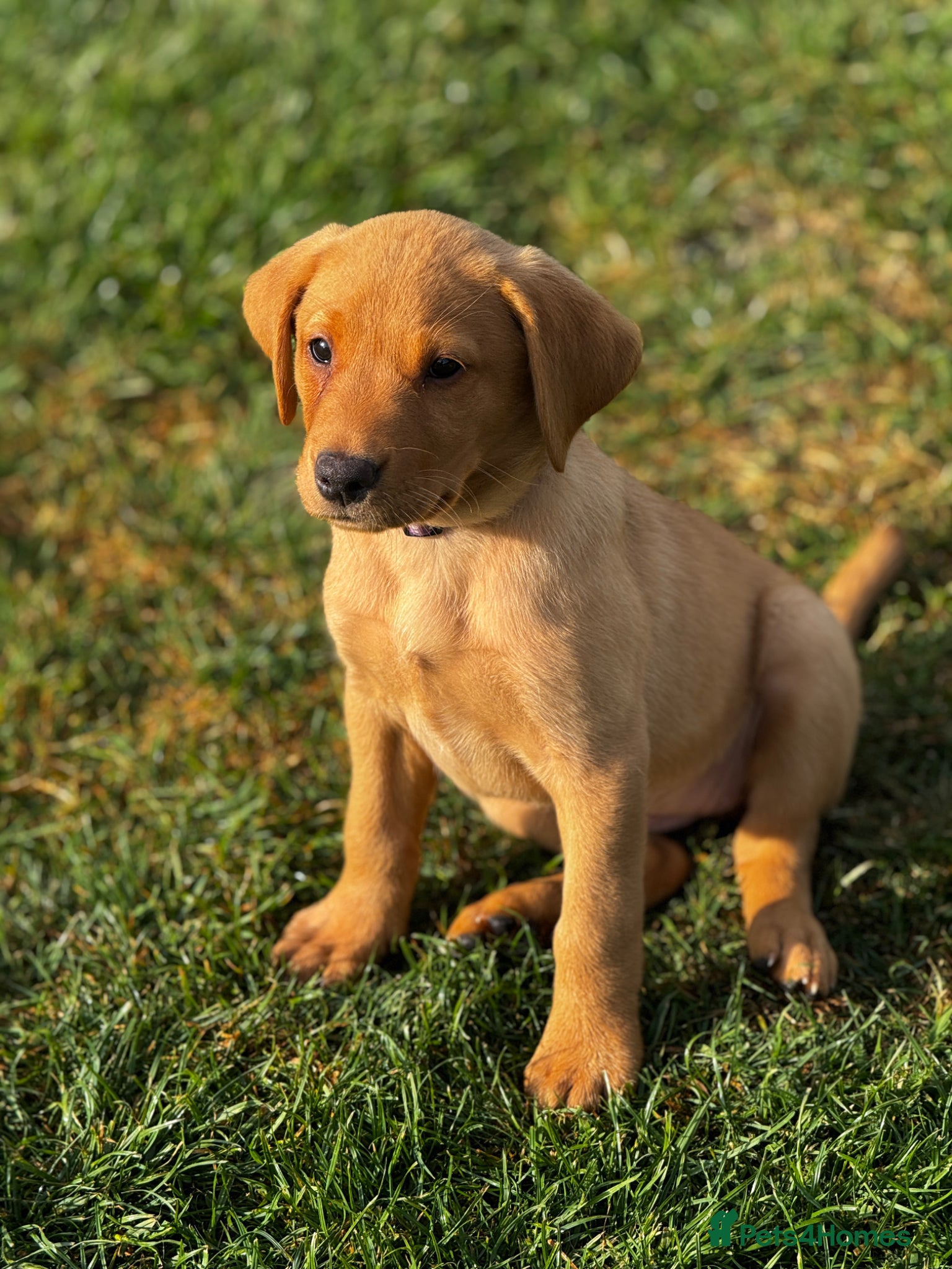 Labrador Retriever dogs KC REG FOX RED LABS ONLY 2 LEFT  - Advert 3