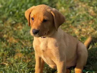 Labrador Retriever dogs KC REG FOX RED LABS ONLY 2 LEFT - Advert 15