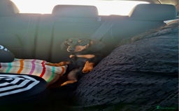 Miniature Dachshund dogs for sale: Beautiful girl dachshund - Image 6
