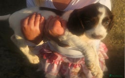 Cocker Spaniel dogs for sale: Cocker pups  - Image 7