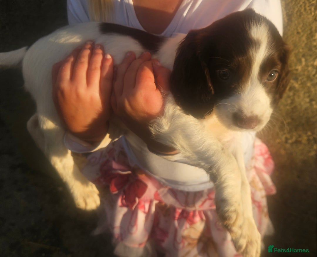 Cocker Spaniel dogs for sale: Cocker pups  - Image 7
