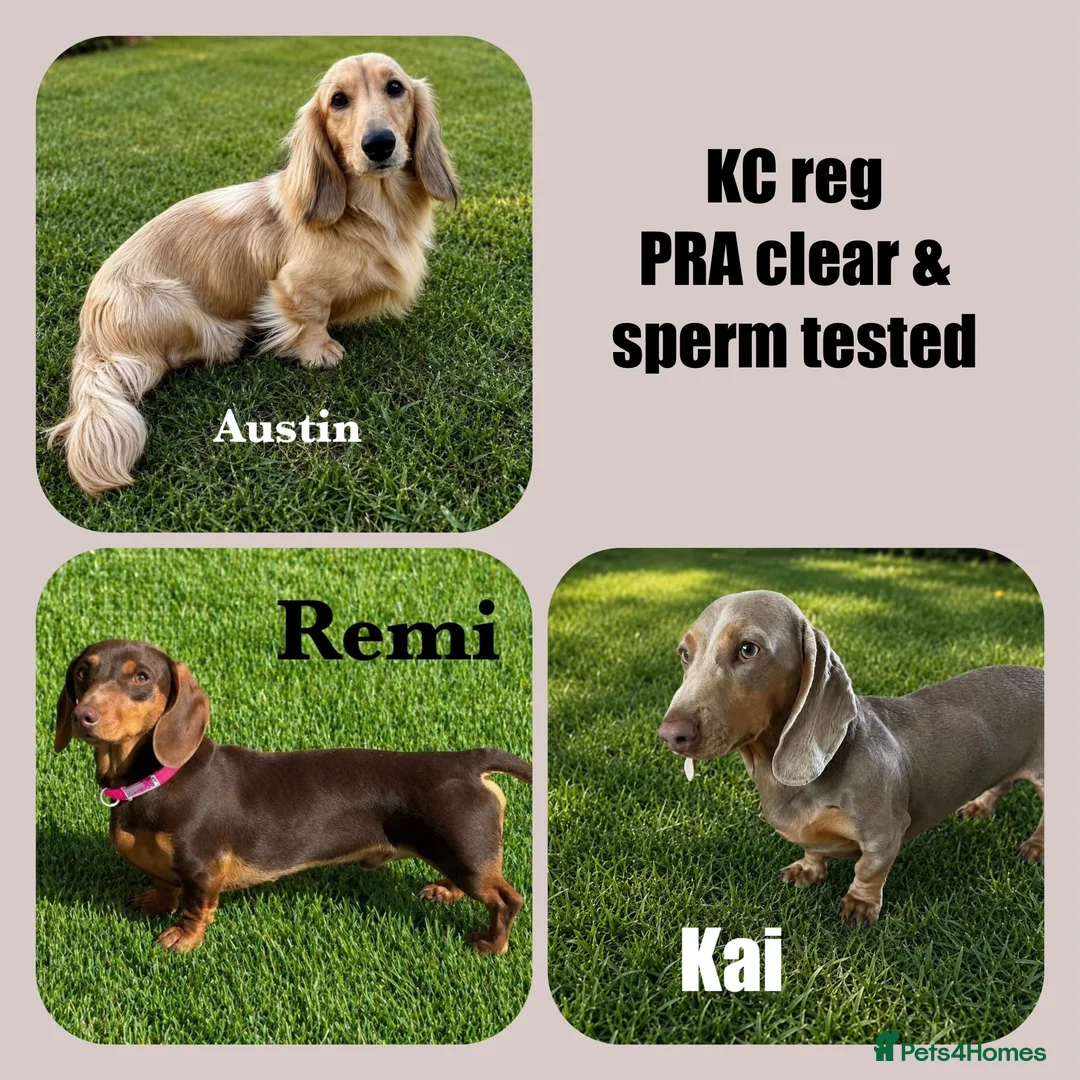 Miniature Dachshund dogs for stud: KC REG STUD, free ovulation test with fee  - Advert 8