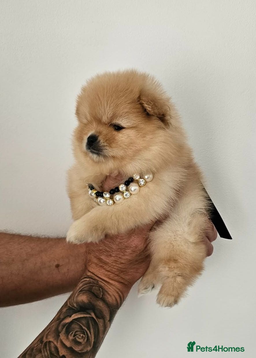 Pomeranian dogs for sale: Pomeranian puppy  - Advert 21