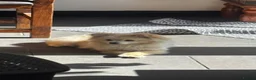 Pomeranian dogs for sale: 2 males  cream and orange. Pomeranians  - Advert 6