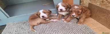 Cockapoo 2