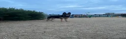 Mixed Breed dogs for sale: Beautiful German Shepherd  - Advert 5