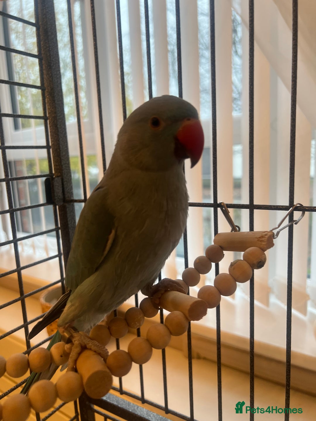 Ringnecks birds for sale: Blue Tame Indian ringneck  - Advert 1