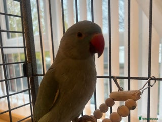 Ringnecks birds Blue Tame Indian ringneck - Advert 1