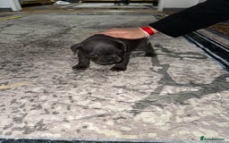 French Bulldog dogs for sale: 4 Little puppy original french bulldog 3 girls1 bo - Image 6