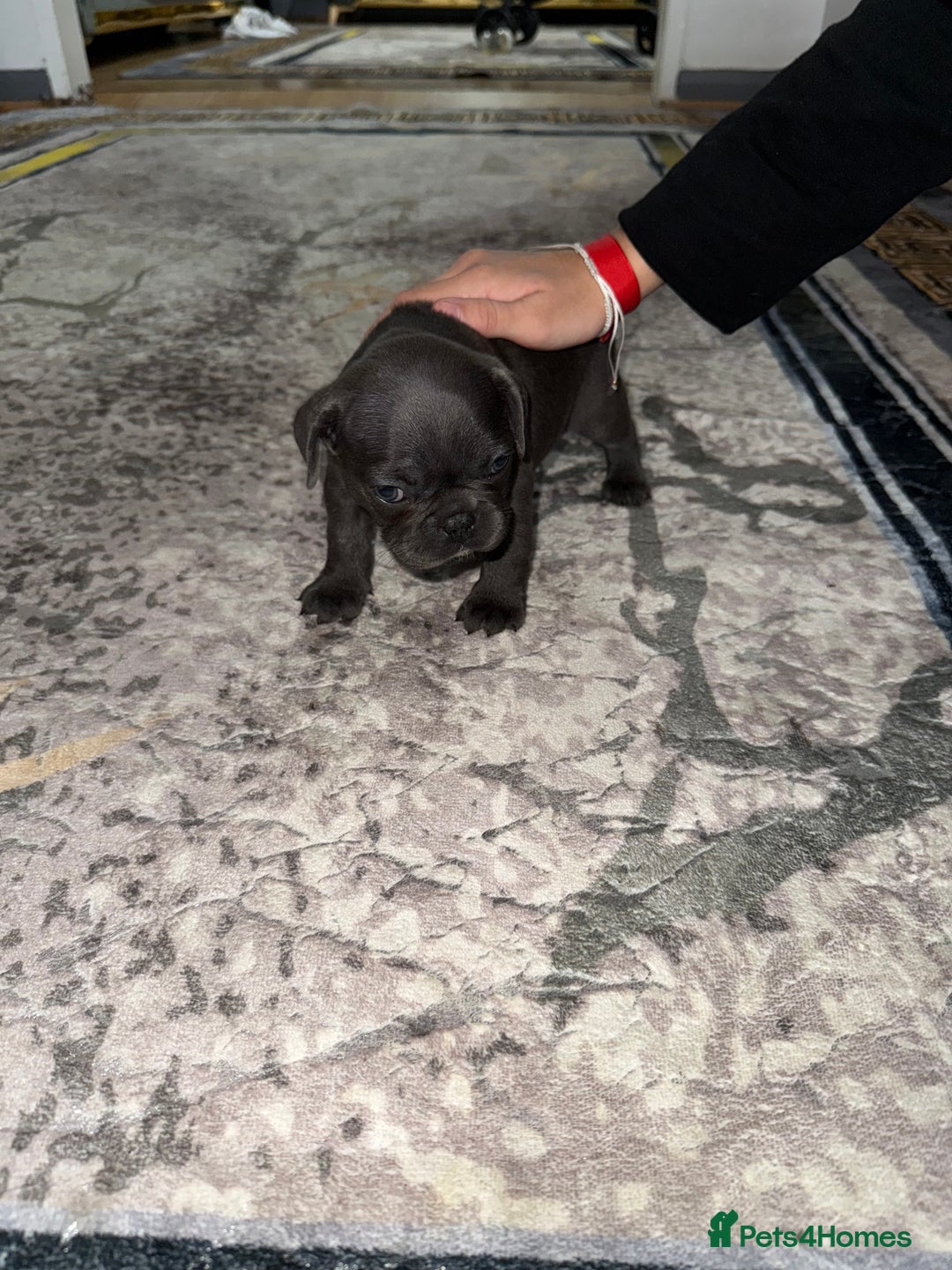 French Bulldog dogs for sale: 4 Little puppy original french bulldog 3 girls1 bo - Image 6