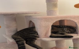 Mixed Breed cats for sale: Mixed Tabby kitten  - Image 8