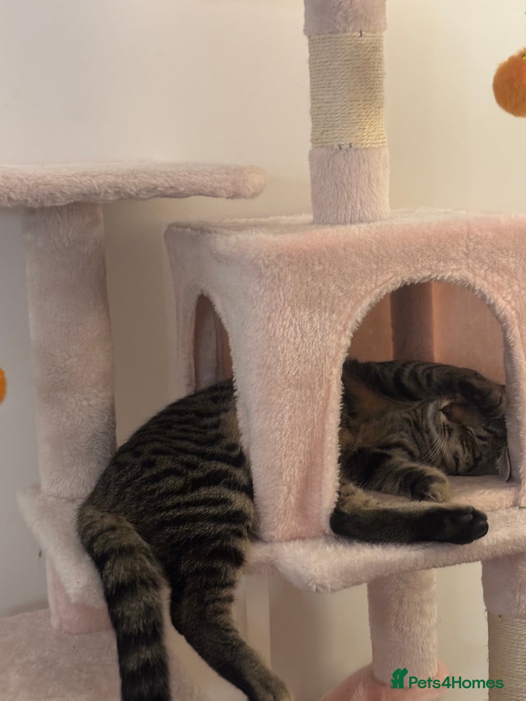 Mixed Breed cats for sale: Mixed Tabby kitten  - Image 8