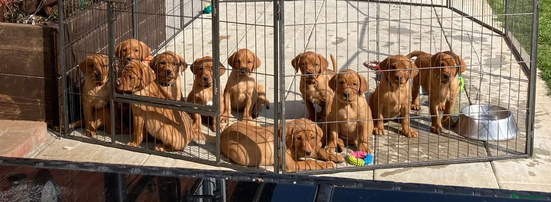 Labrador Retriever dogs for stud: Fox red labrador for stud- FULLY HEALTH TESTED  in Leyburn - Advert 6