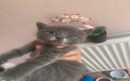 Mixed Breed cats for sale: Beautiful kittens.  - Image 4