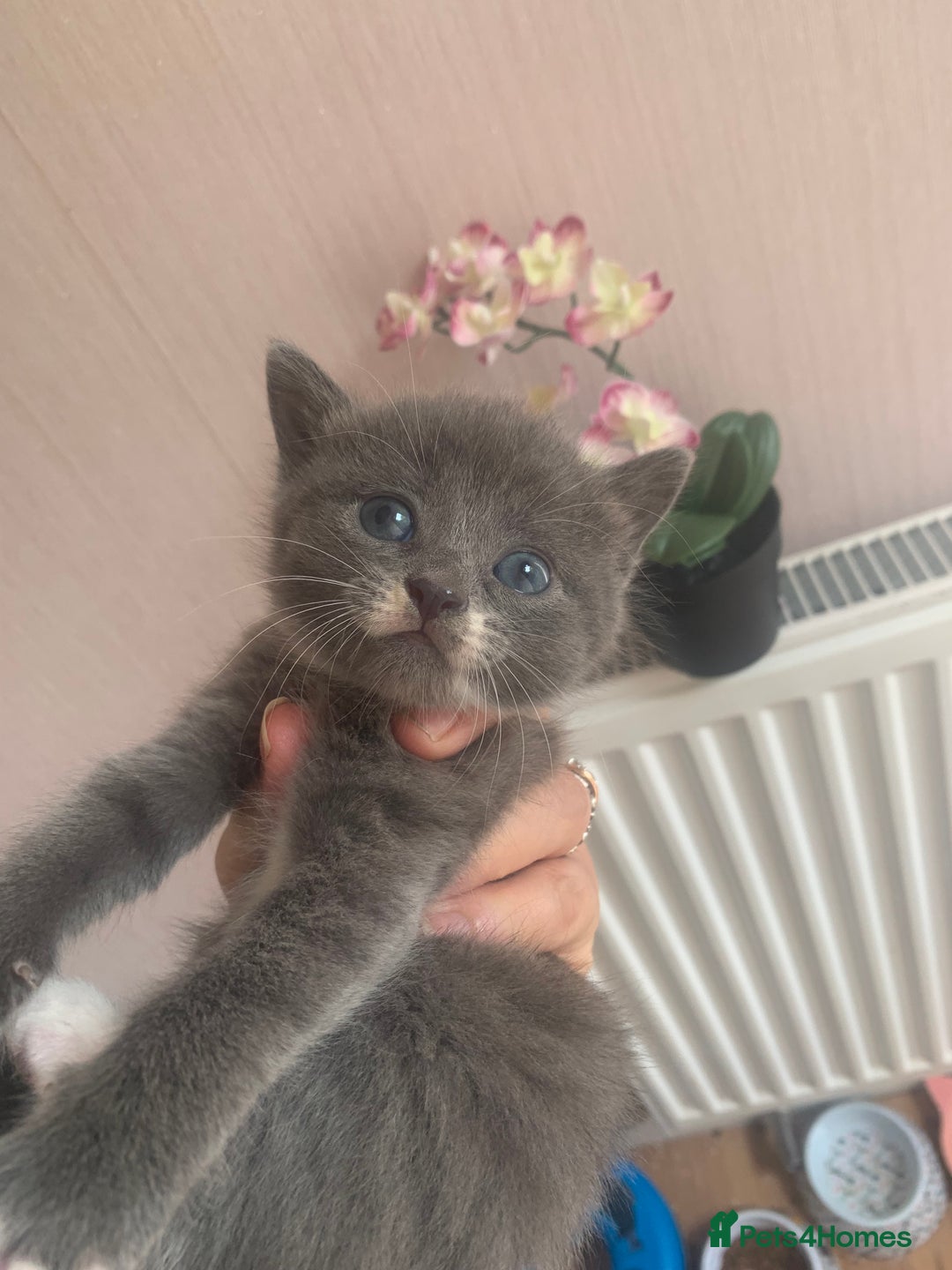 Mixed Breed cats for sale: Beautiful kittens.  - Image 4