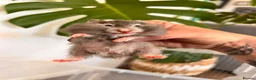Hamster rodents for sale: Baby syrian hamsters  - Advert 22