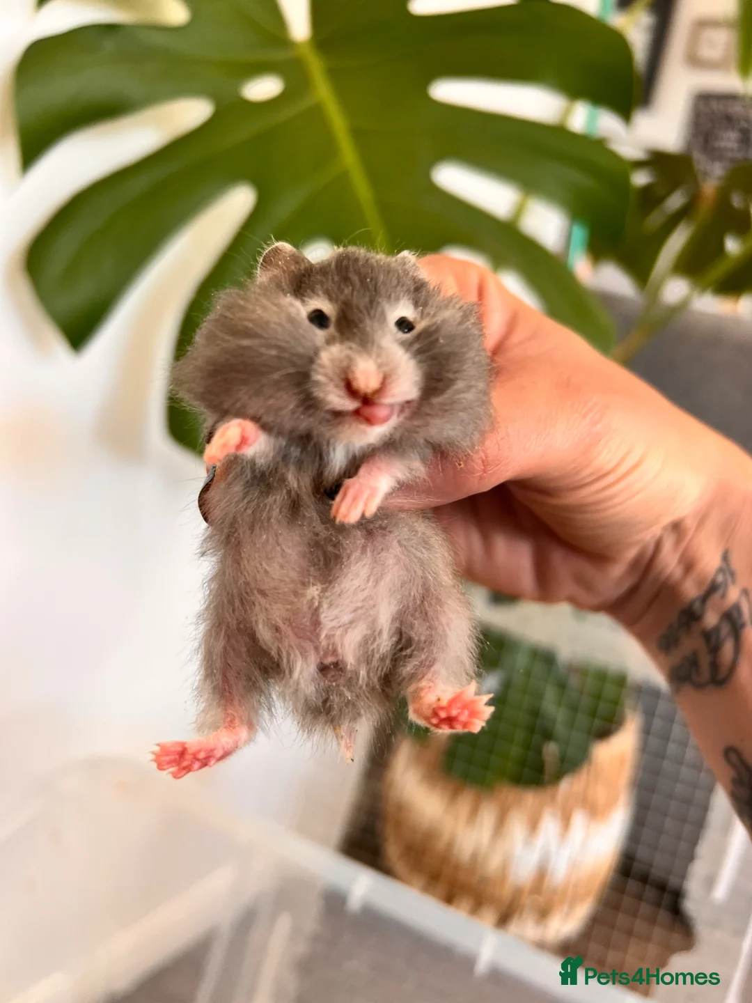 Hamster rodents for sale: Baby syrian hamsters  - Advert 22
