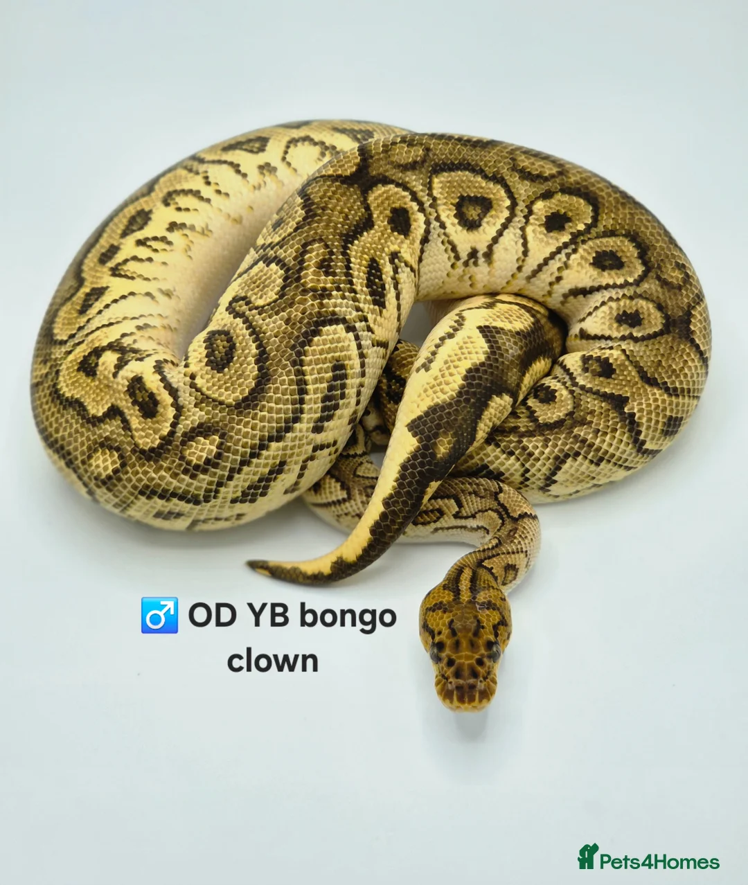 Python Snake reptiles for sale:  Various ball pythons  - Advert 2