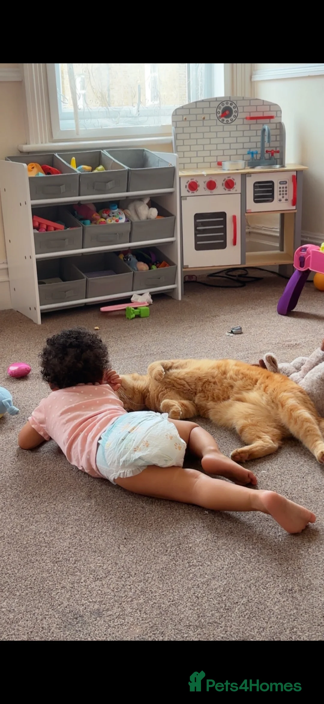 British Shorthair cats for sale: 4 year old ginger male cat - Advert 2