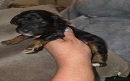 Toy Poodle dogs for sale: Beautiful Toy Poodle puppies - Image 20