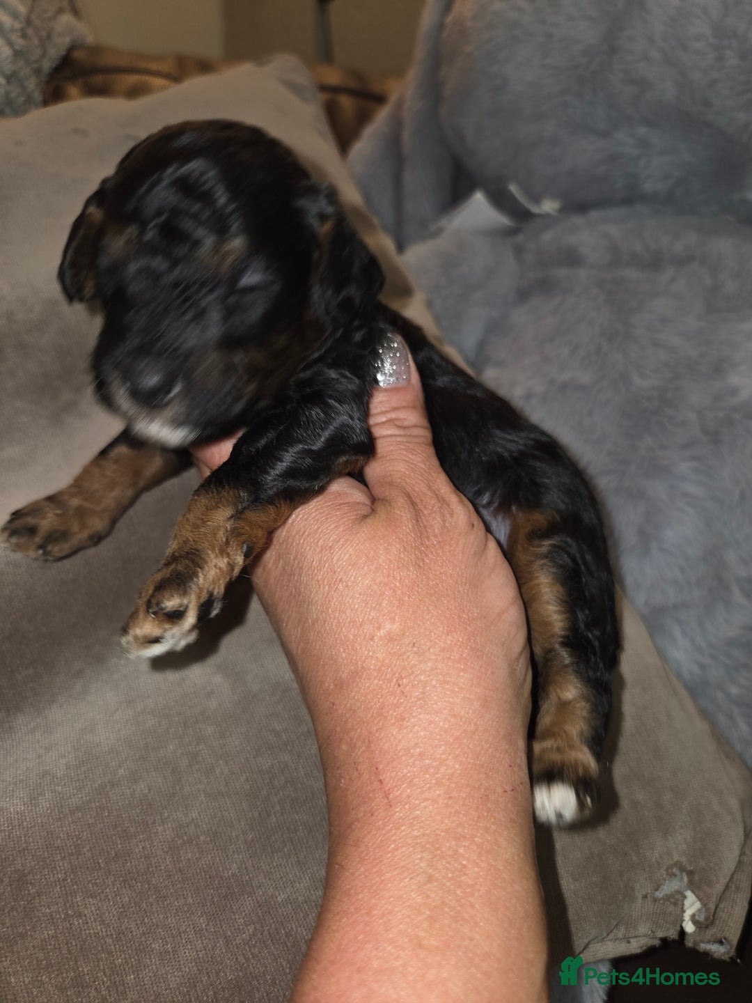 Toy Poodle dogs for sale: Beautiful Toy Poodle puppies - Image 20