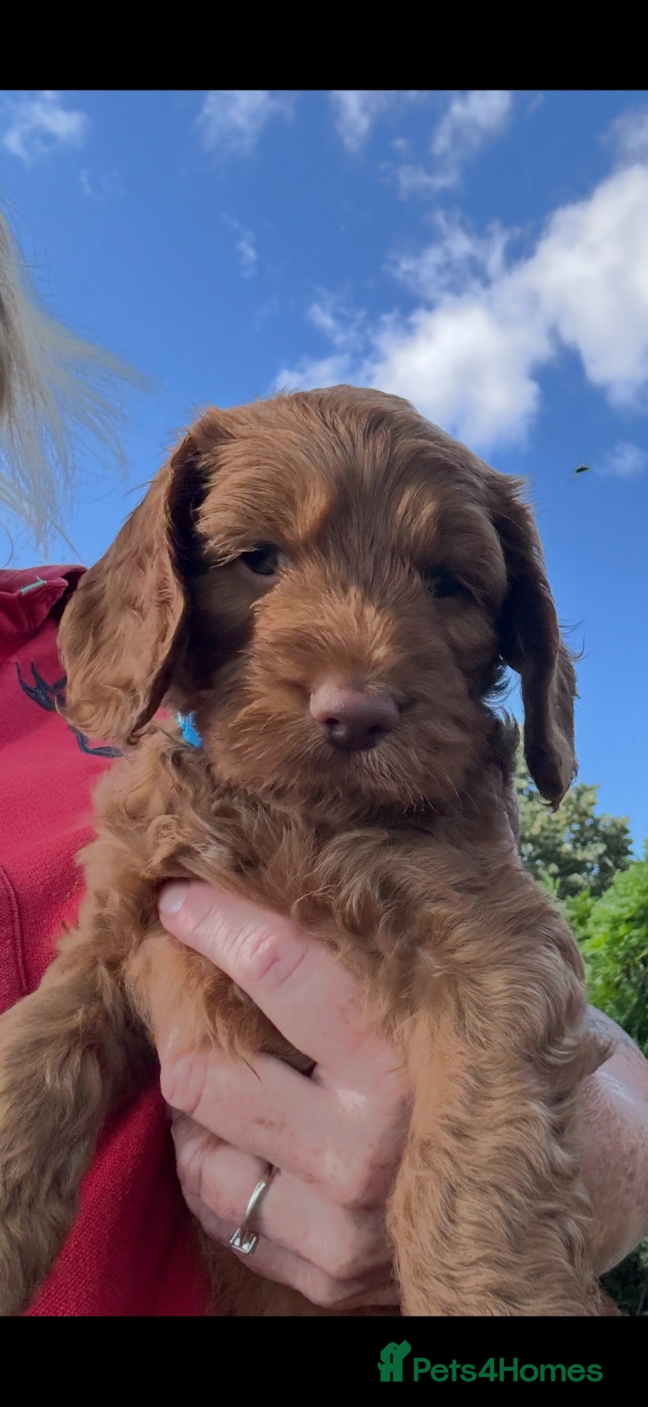 Cockapoo dogs Cockerpoos red and apricot  - Advert 2
