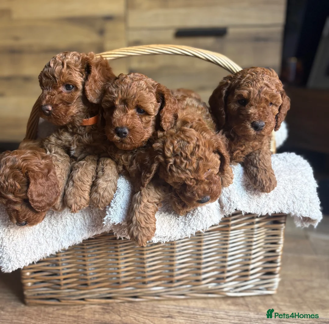 Cavapoo dogs for sale: F1b Cavapoo Puppies - Advert 1