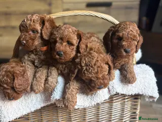 Cavapoo dogs F1b Cavapoo Puppies - Advert 1