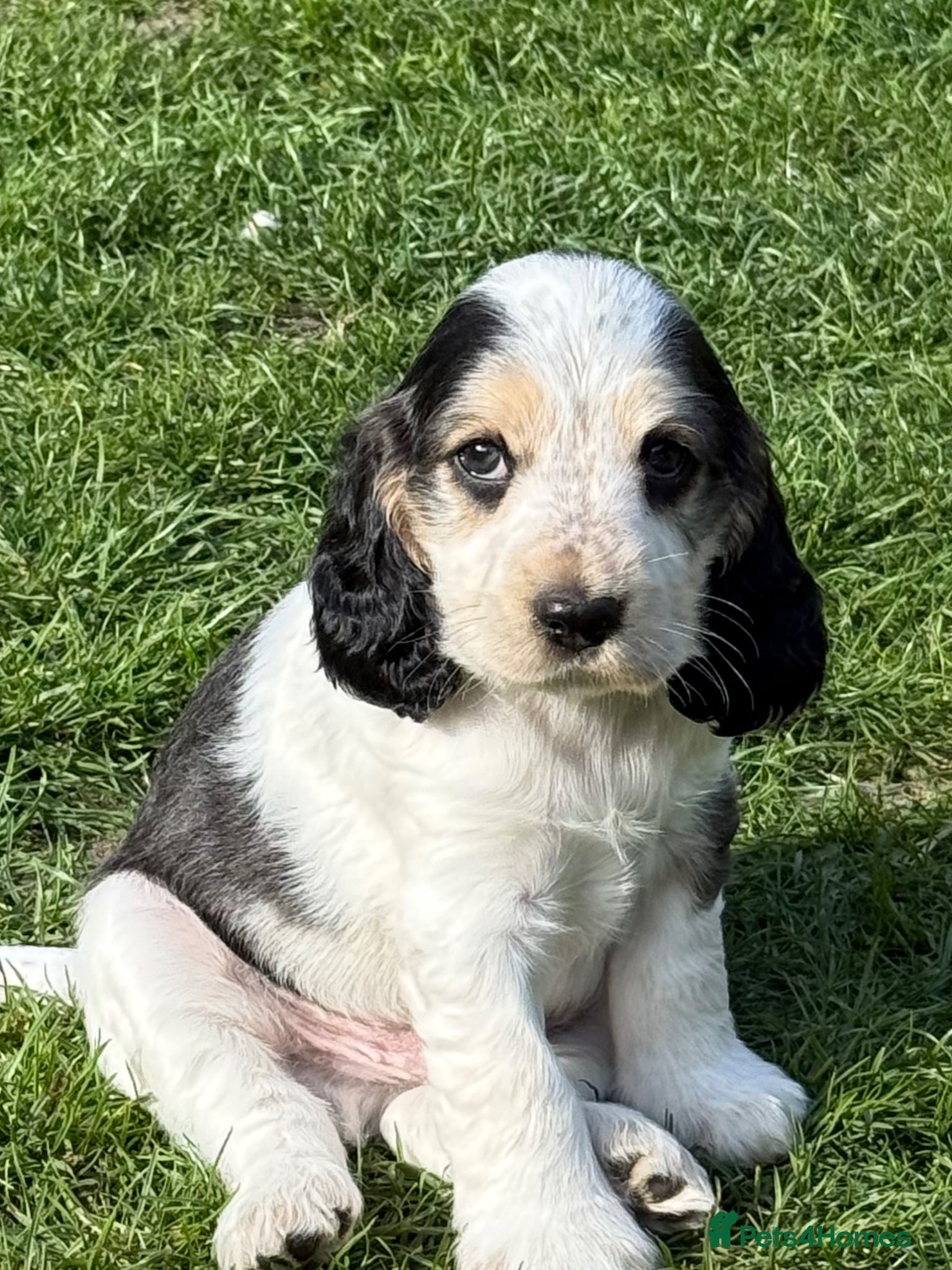 Cocker Spaniel dogs LEMON and SABLE ROAN Show Cocker Spaniels  - Advert 1