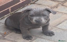 Staffordshire Bull Terrier dogs for sale: OUR PUP REGGIE KC BLUE STAFFORDSHIRE BULL TERRIER - Image 2