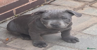 Staffordshire Bull Terrier dogs - Advert 8