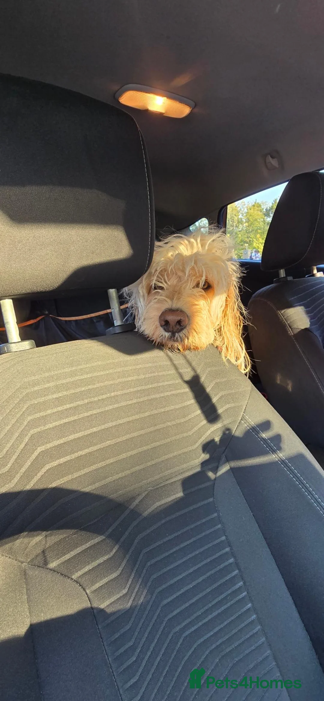 Cockapoo dogs for stud: F1 Apricot Cockapoo Male  in Southampton - Advert 2