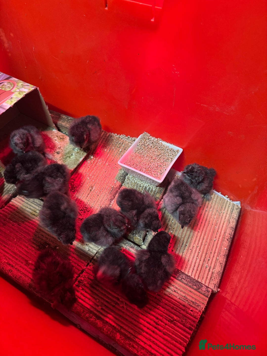 Chickens poultry for sale: Mixed Silkie chicks  - Image 1