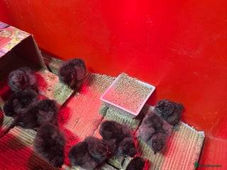 Chickens poultry - Advert 2