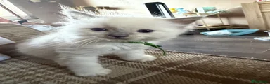 Ragdoll 1