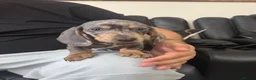 Dachshund dogs for sale: Miniature Dachshund puppies  - Advert 7