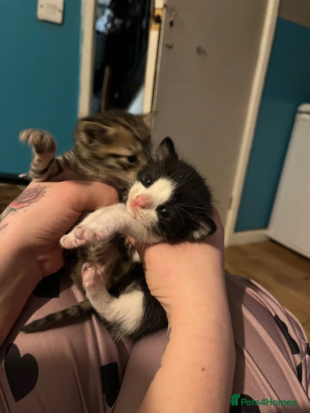 Mixed Breed cats for sale: I have 4 kittens for sale but 1 is staying . - Advert 3