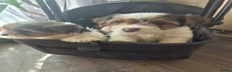 Biewer Terrier dogs for sale: 4 beautiful Yorkshire Biewer terrier puppies in Blackpool - Advert 6