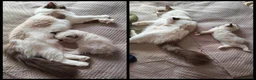 Ragdoll cats for sale: PUREBRED RAGDOLL KITTENS GCCF REGISTERED  - Advert 19