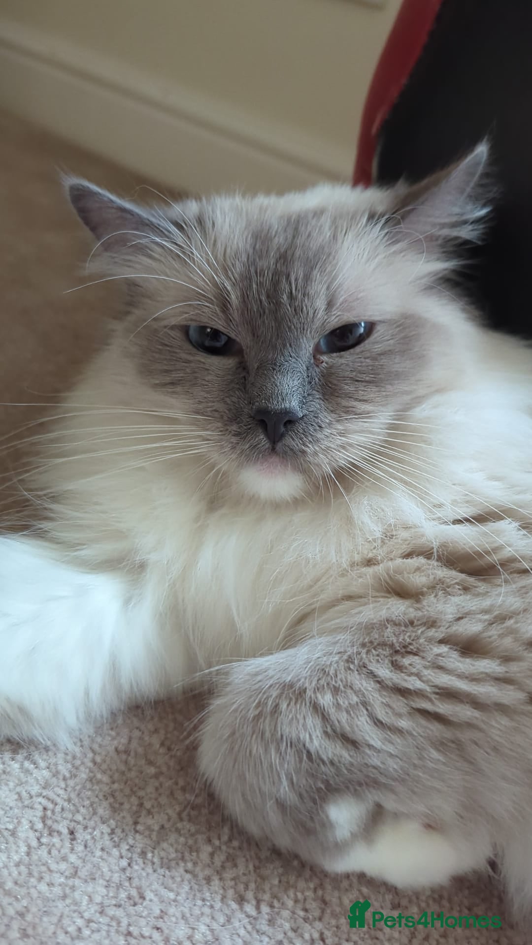 Ragdoll cats for sale: Ragdoll for sale  - Advert 2