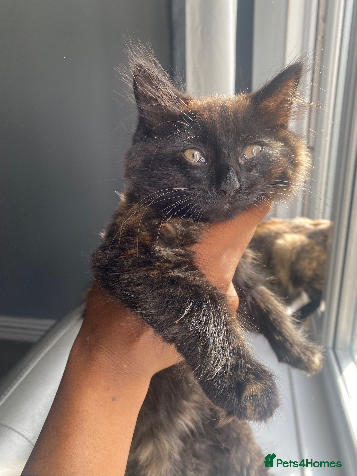 Mixed Breed cats Gorgeous long hair boy kitten  - Advert 1
