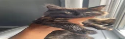 Mixed Breed cats for sale: Gorgeous long hair boy kitten  - Advert 1