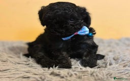 Cockapoo dogs for sale: Cockapoo Pups  - Image 1