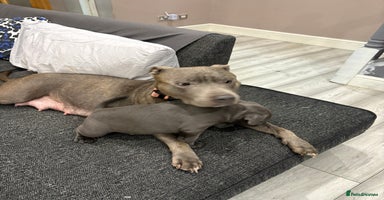 Staffordshire Bull Terrier dogs Dw Kc registered Blue Staffordshire Bull Terriers - Advert 4