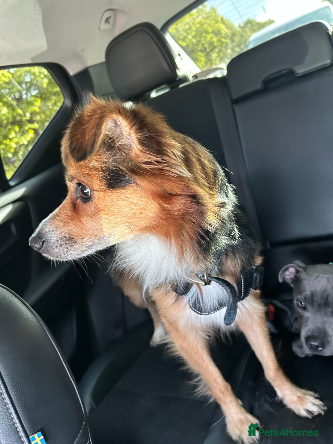 Mixed Breed dogs for sale: Enzo  - Image 4