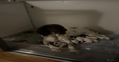 English Springer Spaniel dogs - Advert 3