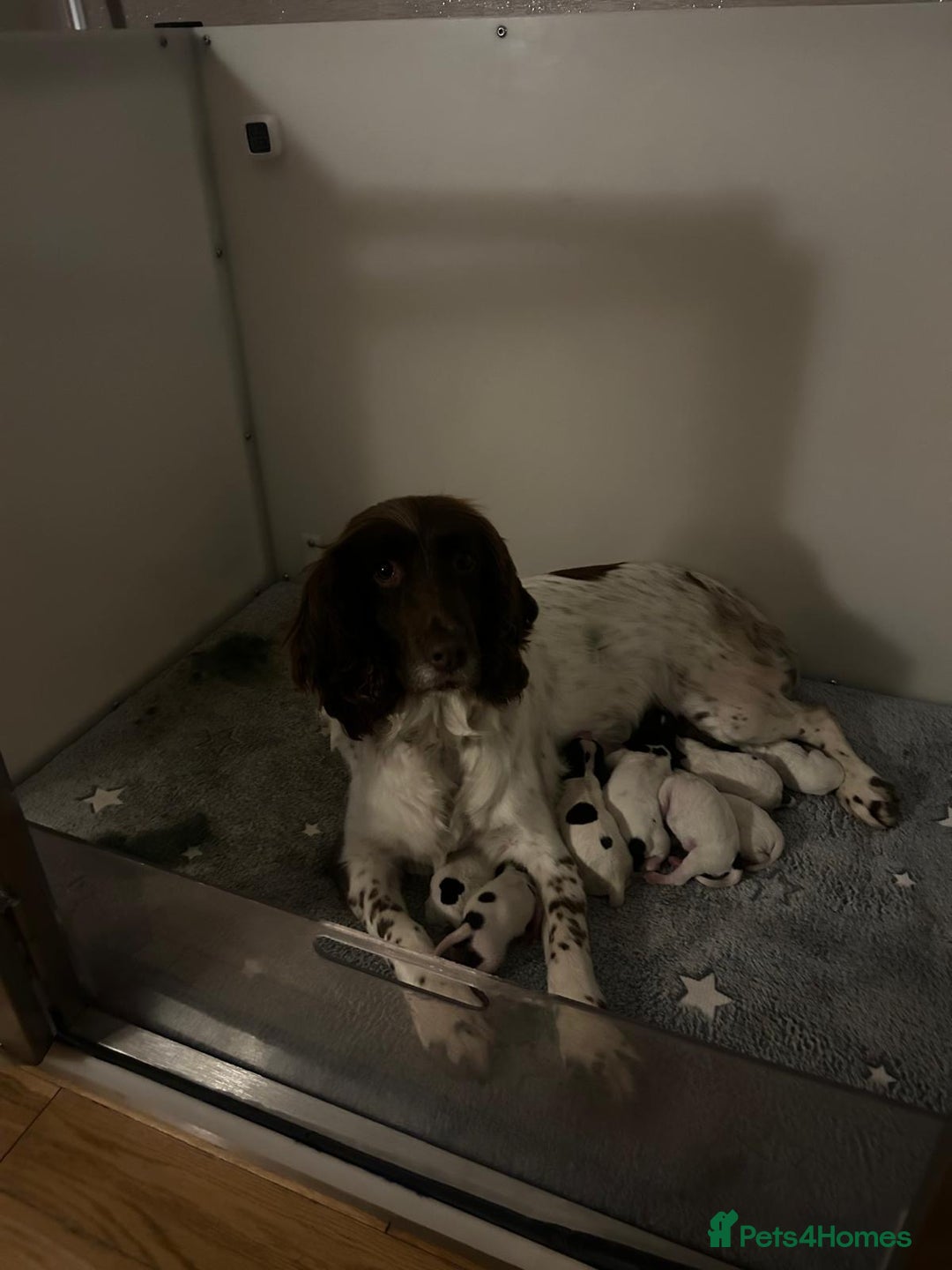 English Springer Spaniel dogs for sale: Springerspaniel puppies🐶 - Image 2